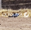 Con el Corazón Partido